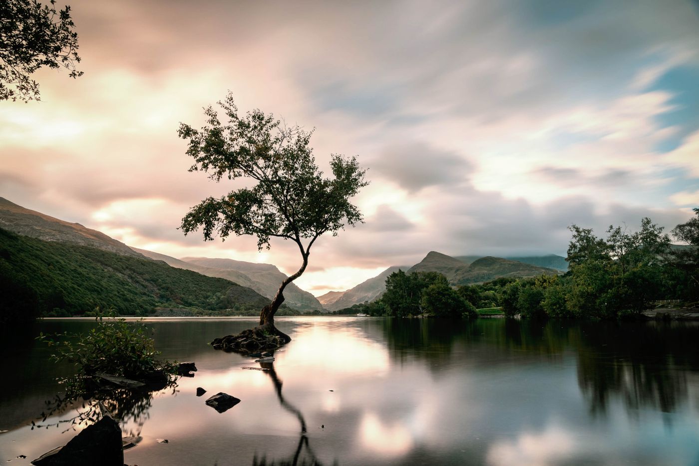A solitary tree reflected in a quiet lake